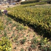 供应宁德油茶苗最新价格