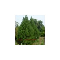 泰安红叶碧桃龙珠碧桃绿叶碧桃基地直销-