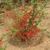 垂丝海棠便宜了