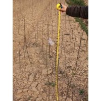 售木瓜苗红叶石楠,紫薇