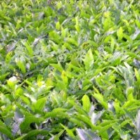 长期供应山楂苗大量 批发2——25公分山楂树苗质优价廉占地苗