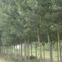 供应紫叶李、毛白杨