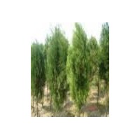 山西龙柏 洒金柏 优质苗木低价出售