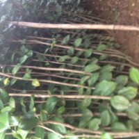 欢迎各位人士来考察桂花、茶花、红继木、毛杜娟、桃花