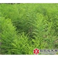 供应，皂角苗，栾树苗，牡丹苗，白芍苗，木瓜苗，连翘苗，榆树苗