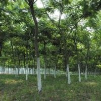 12公分合欢、25公分合欢树价格、8公分合欢价格