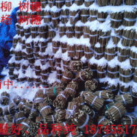 柳树插穗母根绿化苗