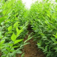 榆树小苗栾树小苗基地直销