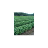 批发重阳木小苗、重阳木小苗价格、重阳木价格