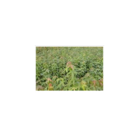 批发青枫小苗、青枫小苗价格