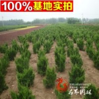 批发绿化小苗 龙柏小苗 龙柏球