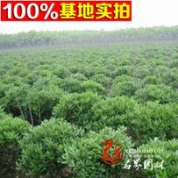 大量出售海桐 【海桐球】 工程绿化苗