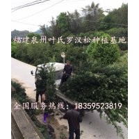 福建小罗汉松价格 福建大规格罗汉松价格 福建小罗汉松行情