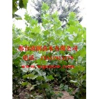 大量供应法桐 8公分