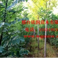 欣润苗木大量供应白蜡 2公分