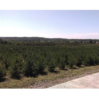 双11促销 云杉、樟子松、蒙古栎