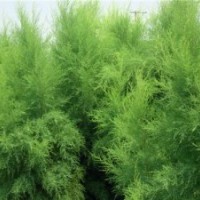 盐松及盐松小苗的绿化应用优势