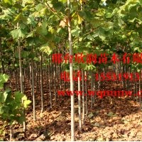 河北邢台欣润苗木大量供应法桐 10公分