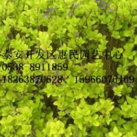 山东泰安金叶女贞批发价格