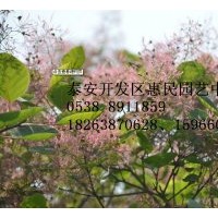 山东黄栌树苗批发价格