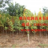 河北邢台欣润苗木大量供应白蜡 8公分
