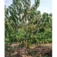 自家苗圃长期供应杜仲树