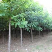 河北保定腾飞苗圃