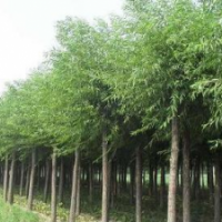 河北保定腾飞苗圃