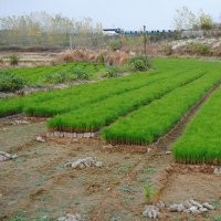 大量供应湿地松