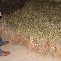 供应油用牡丹 山西油用牡丹价格