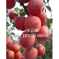 山东果树小苗研究所推荐矮化烟富8苹果苗