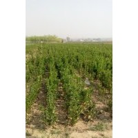 供应紫叶李，红叶李，瓜子红杨，冬青