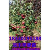 占地123苹果苗&直销123苹果苗&123苹果苗价格