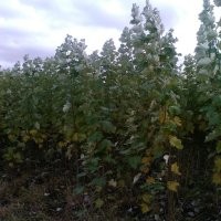 常年大量出售各种绿化造林树，树苗，树穗，小X黑，云杉！