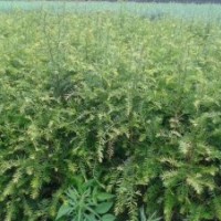 红豆杉 苗 （物美价廉）