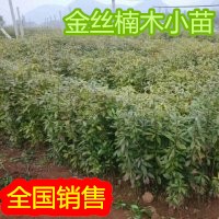 广西金丝楠木小苗