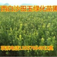 罗汉松小苗30-150公分高