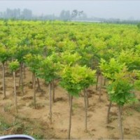 大量供应优质白蜡小苗