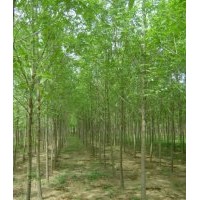 山东白蜡批发价格哪家低