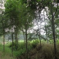 山东榆树苗供应新价格一览