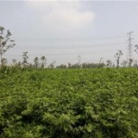 鑫森源,构树树苗,构树树苗价格