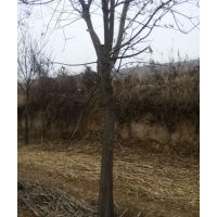 国槐苗，国槐树