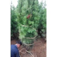 白皮松小苗，白皮松价格，白皮松供应