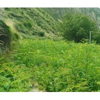 刺槐小苗 大量出售，量大从优