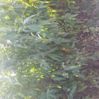 低价出售花椒苗、桃树苗、梨树苗、海棠苗、速生杨