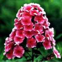 节日草花_草花_山一草花种植基地(图)