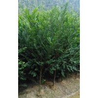 红豆杉基地直销