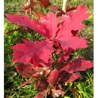 欧洲红栎2年苗2017年预售