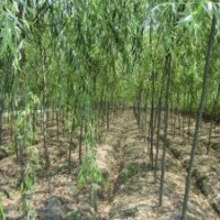 黑龙江省绥化地区海伦树穗树苗大量出售
