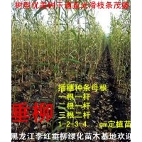 出售柳树树苗树穗母根